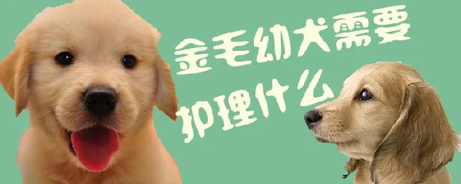 金毛幼犬需要护理什么 | 宠物病虫害防治