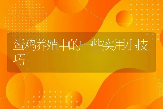 蛋鸡养殖中的一些实用小技巧 | 动物养殖
