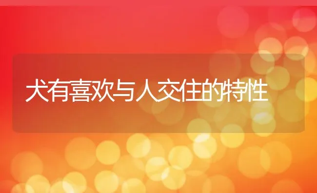 犬有喜欢与人交住的特性 | 宠物训练技巧