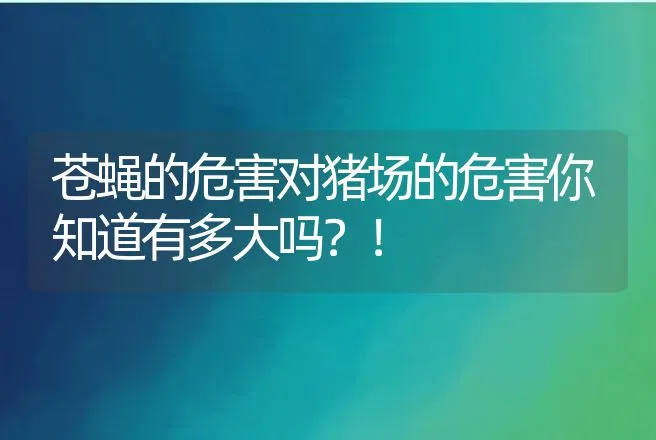 苍蝇的危害对猪场的危害你知道有多大吗？！ | 家畜养殖