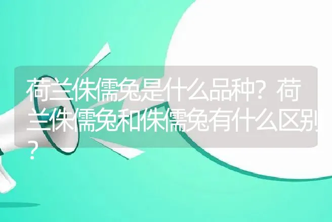 荷兰侏儒兔是什么品种？荷兰侏儒兔和侏儒兔有什么区别？ | 动物养殖