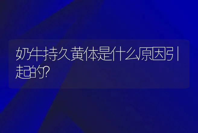 奶牛持久黄体是什么原因引起的？ | 家畜养殖