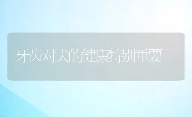 牙齿对犬的健康特别重要 | 宠物猫