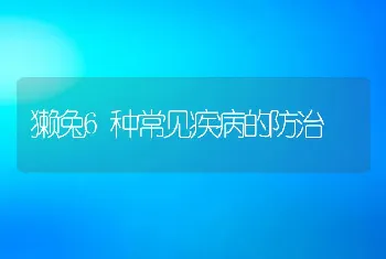 獭兔6种常见疾病的防治