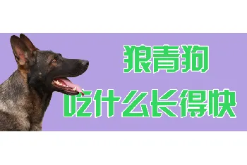 狼青狗吃什么长得快