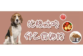 比格犬吃什么食物好