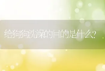 给狗狗洗澡的目的是什么?