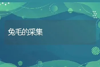 龟背竹的家庭栽培及养护