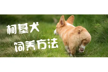 柯基犬饲养方法