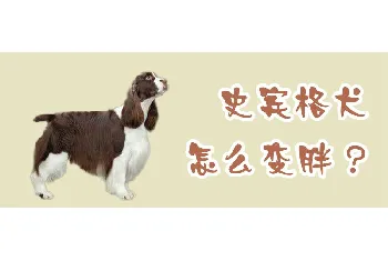 史宾格犬怎么变胖