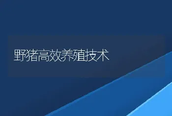 野猪高效养殖技术