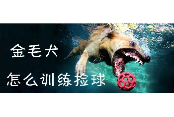 金毛犬怎么训练捡球