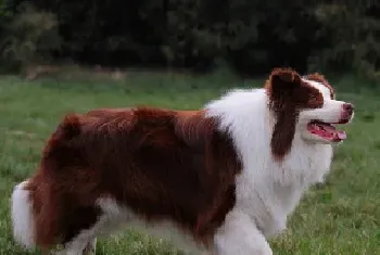 边境牧羊犬的毛色基因遗传