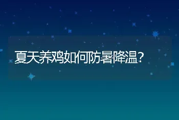 夏天养鸡如何防暑降温？