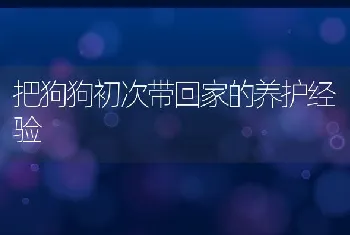 把狗狗初次带回家的养护经验