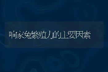 响家兔繁殖力的主要因素