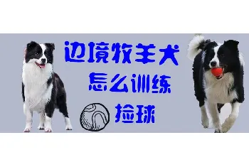 边境牧羊犬怎么训练捡球