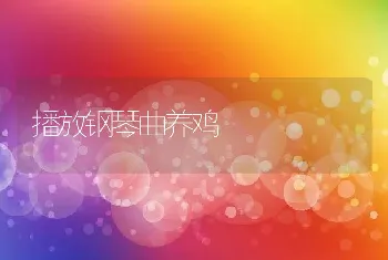 播放钢琴曲养鸡