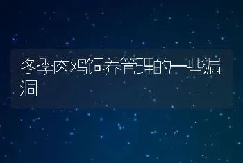 冬季肉鸡饲养管理的一些漏洞