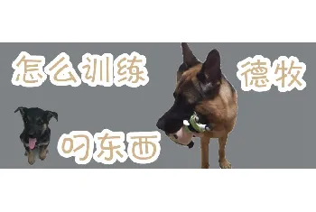 怎么训练德牧叼东西