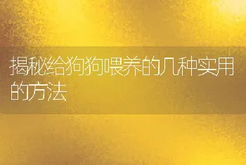 揭秘给狗狗喂养的几种实用的方法