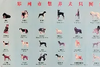 郑州34种禁养犬种名单