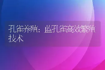 孔雀养殖：蓝孔雀高效繁殖技术