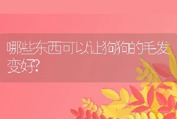 哪些东西可以让狗狗的毛发变好?