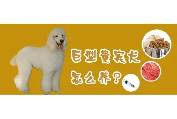 巨型贵宾犬怎么养