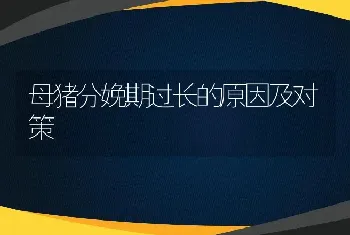 母猪分娩期过长的原因及对策