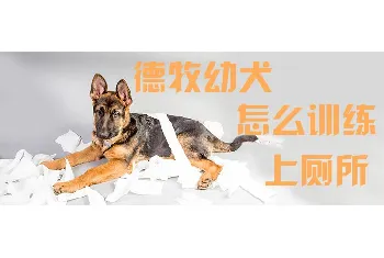 德牧幼犬怎么训练上厕所