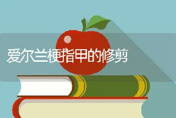 爱尔兰梗指甲的修剪