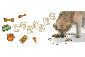 金毛犬吃什么美毛