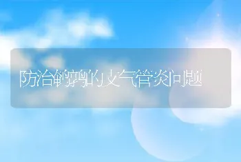 防治鹌鹑的支气管炎问题