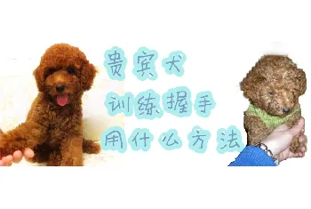 贵宾犬训练握手用什么方法