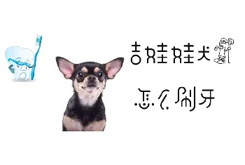 吉娃娃犬怎么刷牙