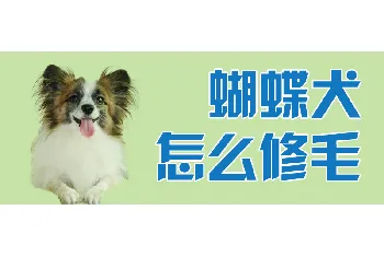 蝴蝶犬怎么修毛