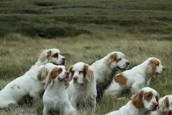 如何训练西班牙小猎犬站立 西班牙小猎犬站立训练