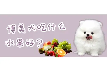 博美犬吃什么水果好