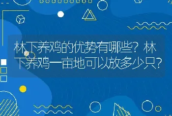 林下养鸡的优势有哪些？林下养鸡一亩地可以放多少只？