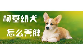 柯基幼犬怎么养胖