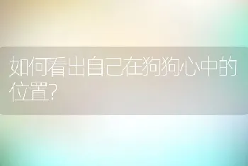 如何看出自己在狗狗心中的位置？