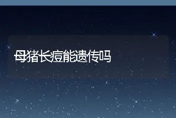 母猪长痘能遗传吗