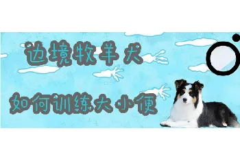 边境牧羊犬如何训练大小便