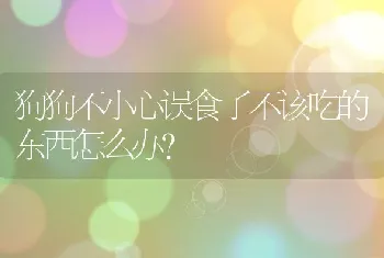 狗狗不小心误食了不该吃的东西怎么办？