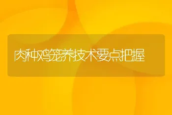 肉种鸡笼养技术要点把握