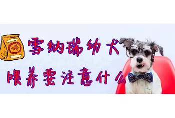 雪纳瑞幼犬喂养要注意什么