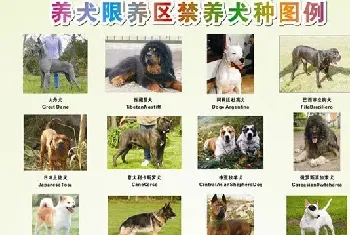 成都限养区22种犬种禁养名单