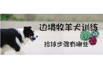 边境牧羊犬训练捡球步骤有哪些