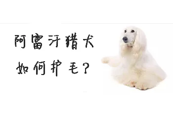 阿富汗猎犬如何护毛